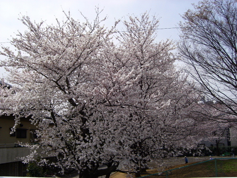 dc032904.jpg