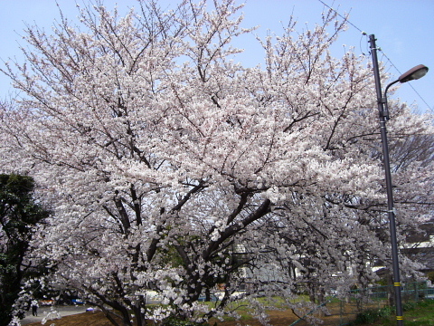 dc032905.jpg