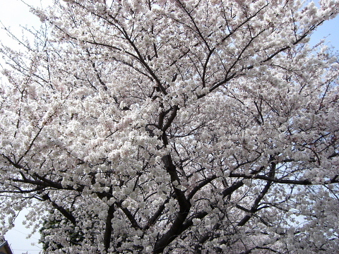 dc032906.jpg