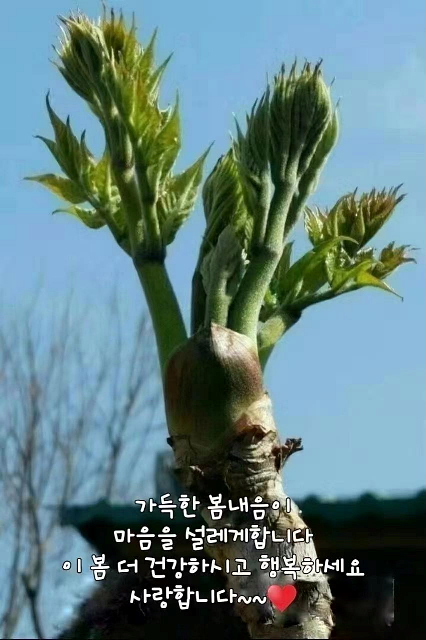 mebu2.jpg